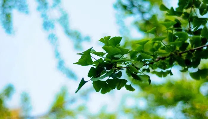 夏至有什么风俗和讲究 夏至的传统风俗是什么