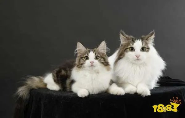 猫咪闻到臭脚后为什么会张开嘴 蚂蚁庄园今日答案6月26日