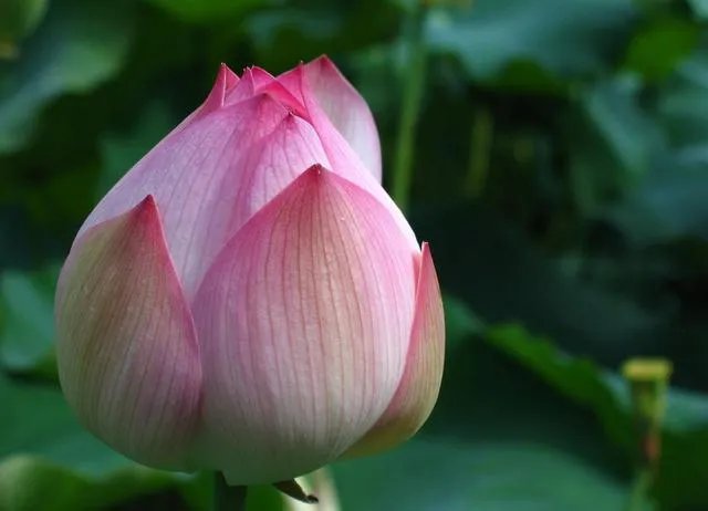 荷花象征什么 荷花象征意义有哪些