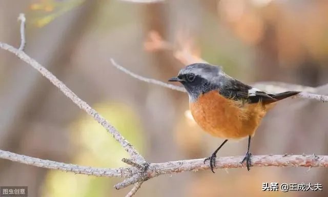 如何看待印度村民因没有自己单独房间住树上隔离？