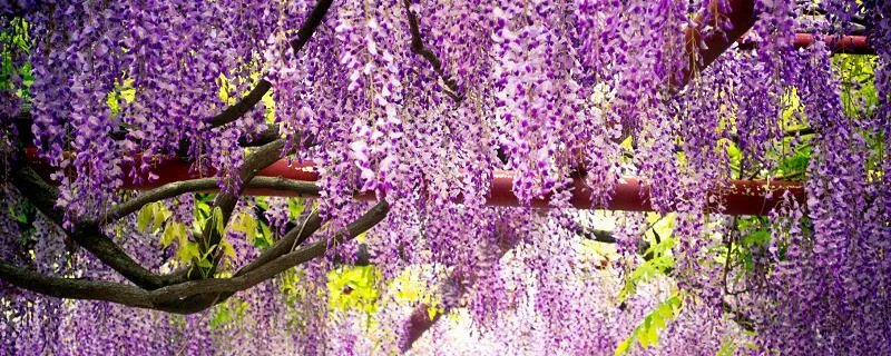 紫藤萝瀑布本文主要写了什么内容 藤萝瀑布内容概述