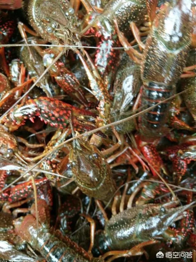 如何选择小龙虾的种苗？