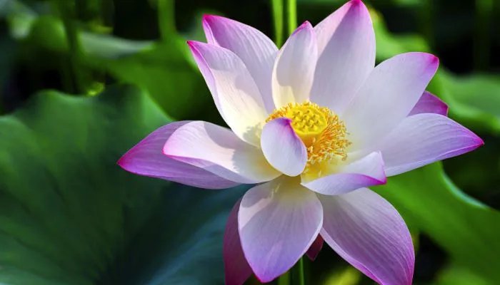 夏至有什么风俗和讲究 夏至的传统风俗是什么