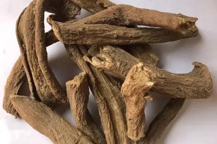 臭木香草药图片