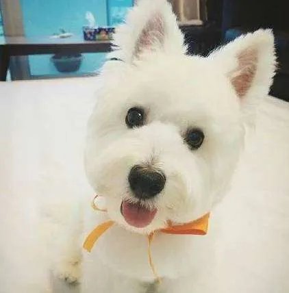 中小型狗的品种大全名字