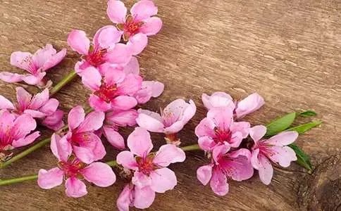 描写桃花的优美句段