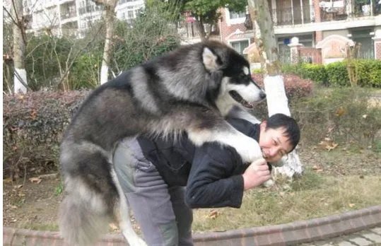 养大狗的女人是什么心态