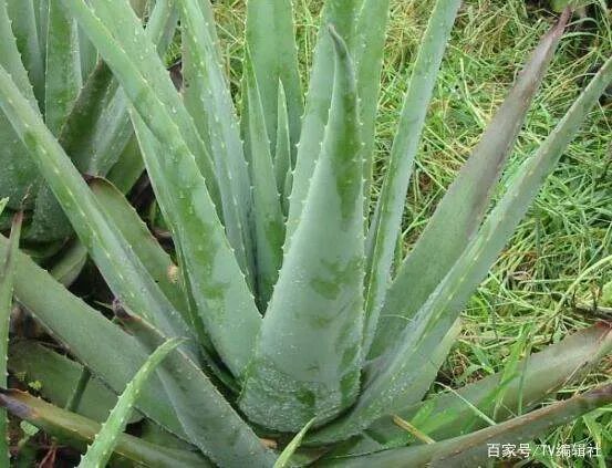 芦荟怎么浇水呢?