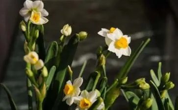 水仙不开花歇后语是什么