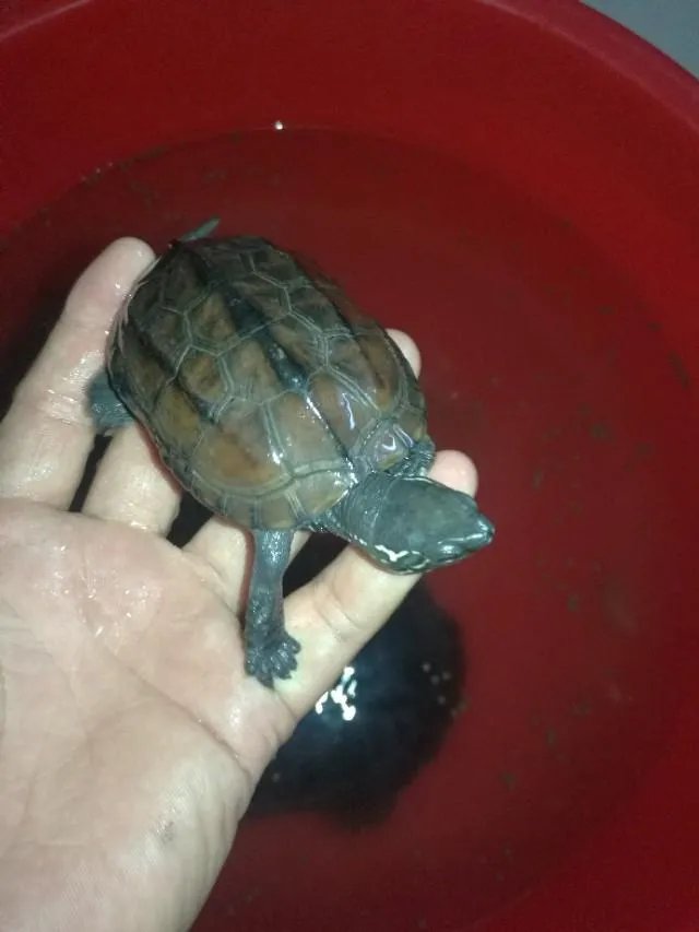 金钱龟吃什么？