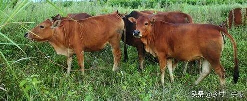 如何科学养牛？