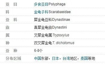 昆虫备忘录怎么写