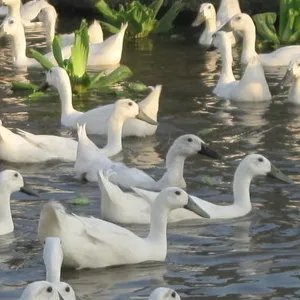 白鹜鸭的食用价值