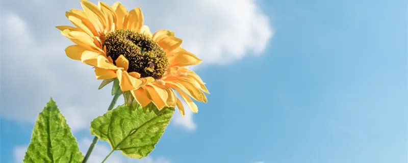 太阳花的象征意义 太阳花象征的意义是什么