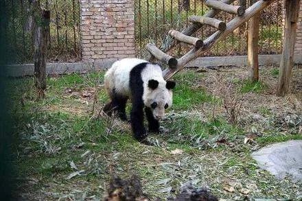 旅美熊猫瘦骨嶙峋，官方对此有何回应？