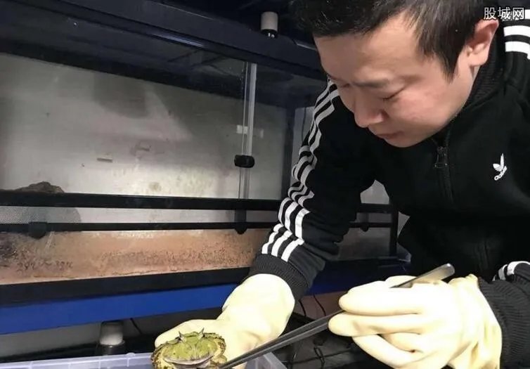 十年花近百万养蛙 如今销售旺季可月入百万