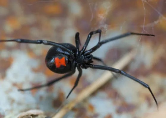 梦到黑蜘蛛是什么征兆 周公解梦梦到黑蜘蛛