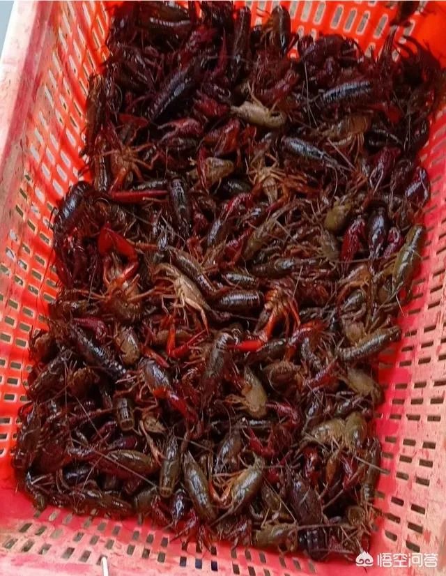 收购小龙虾的贩子技巧