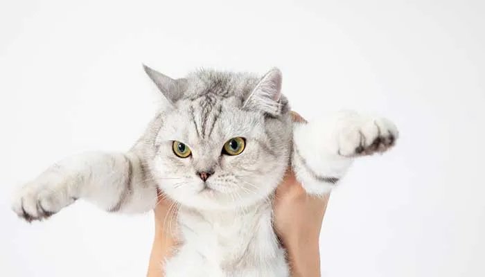 梦见猫挠我什么意思 梦见猫挠我有什么预兆