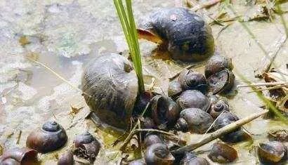 福寿螺疯狂入侵洱海，福寿螺是什么？
