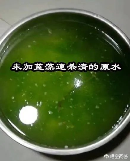 蓝藻爆发的治理措施有哪些？