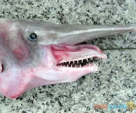 巨丑无比吓倒众人！世界上最丑陋的13种动物