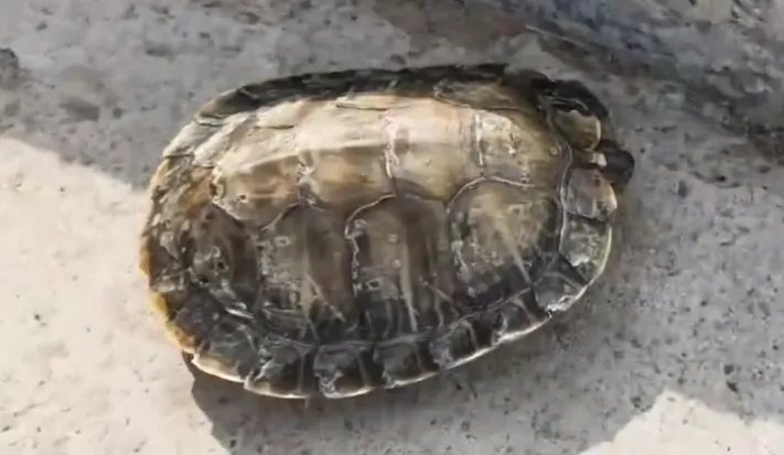 世界上体型最大的海龟是什么龟 世界上最大的海龟是哪种龟