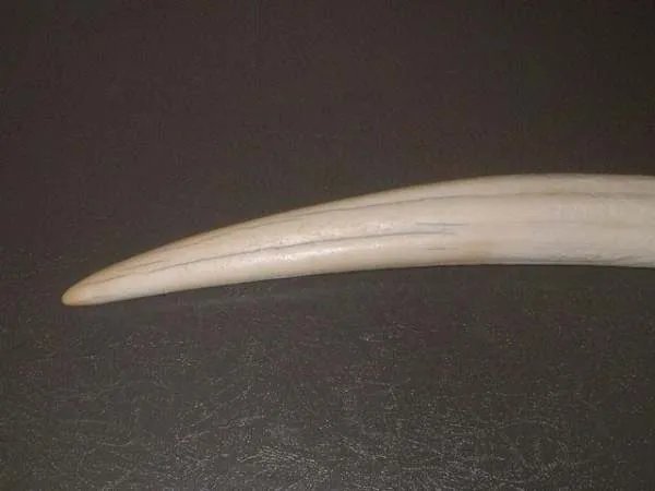 购买象牙会判刑吗？