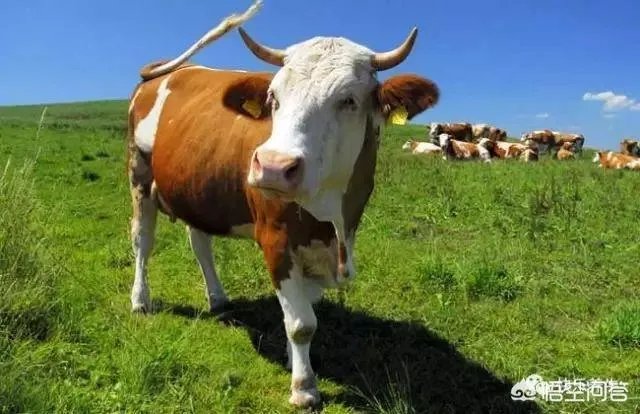 如何科学养牛？