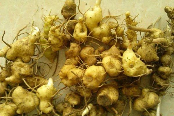 云南十大名贵药材，何首乌只能垫底，第三被称为仙草