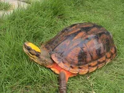 金钱龟吃什么？