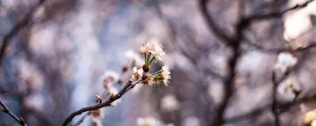 王安石的诗有哪些