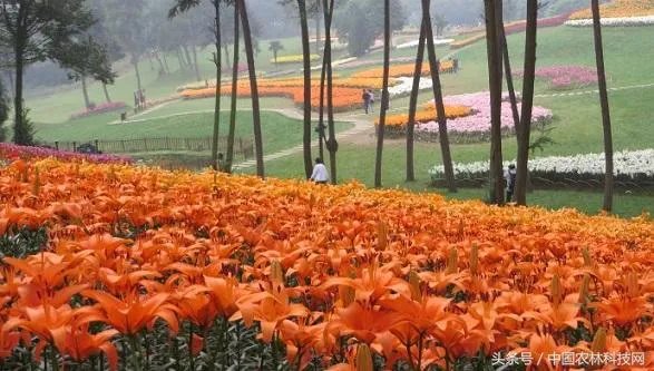 怎么种植百合花？