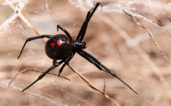 梦到黑蜘蛛是什么征兆 周公解梦梦到黑蜘蛛