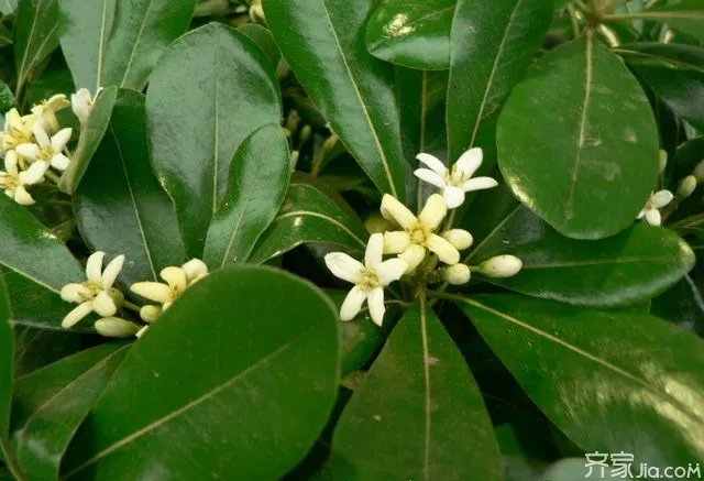 怎么样在室内养花？养花知识大全