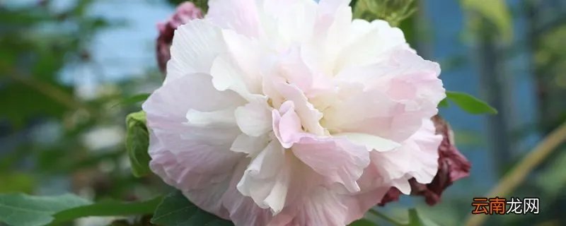 美不胜收中胜的意思 用美不胜收造句的句子有哪些