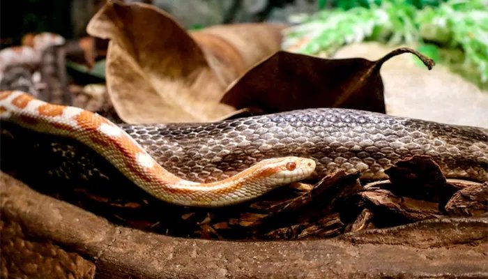 女娲补天什么动物 女娲补天是什么动物