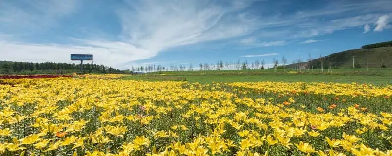 百合花象征什么 百合花象征什么代表什么