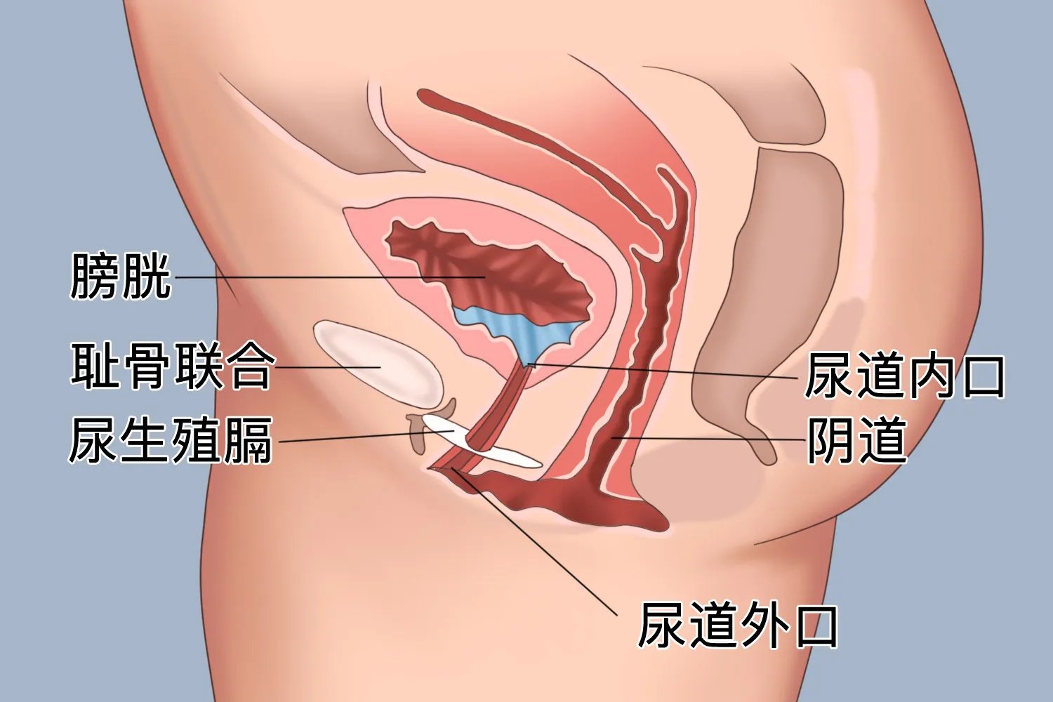 女宝宝尿道口图片