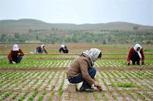 苜蓿草的种植方法有哪些  苜蓿草的五大种植方法