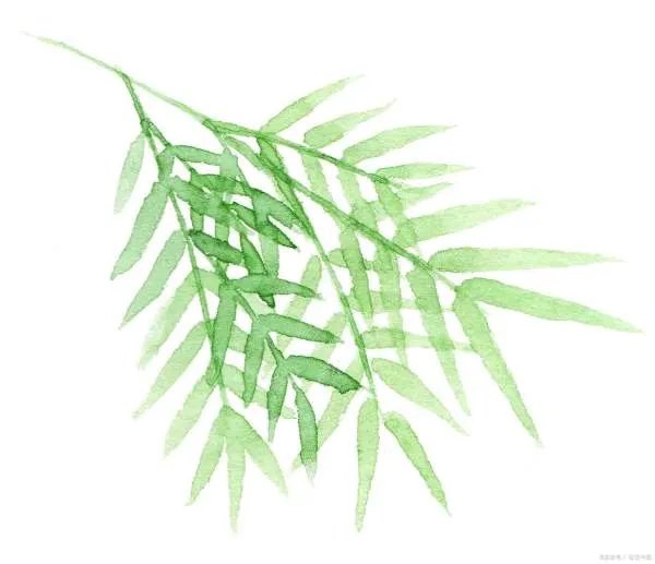 世界上长得最快的植物是什么?这种植物有什么特点?