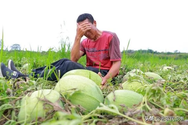 西瓜滞销的原因有哪些？农村地区公路限高会导致滞销吗？农民该如何应对？