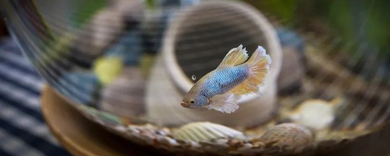 泰国斗鱼吃什么 泰国斗鱼的食物有什么