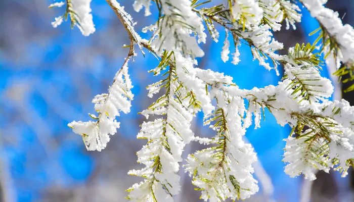 松树会开花吗 松树会开花吗在什么季节
