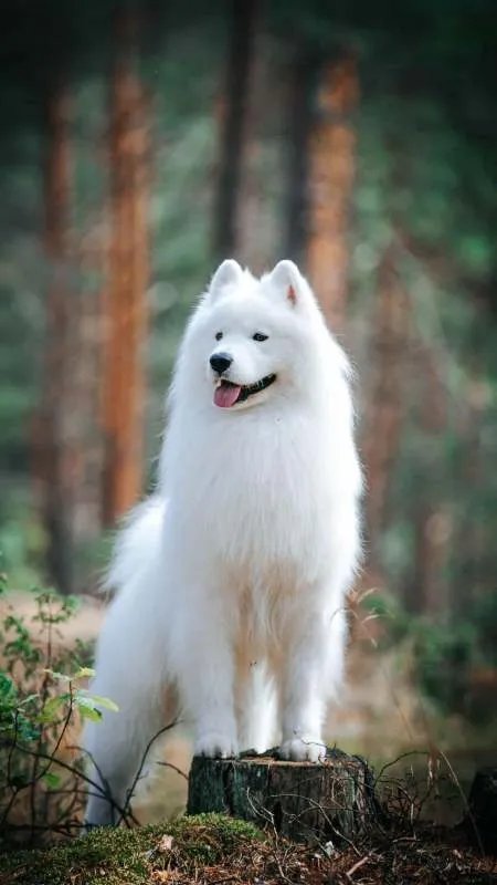 可爱的小动物作文？