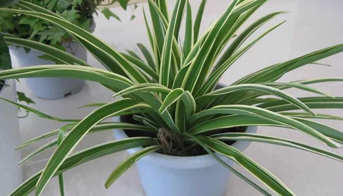 吊兰叶子发黄怎么办 吊兰叶子发黄怎么解决