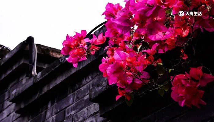 游园不值古诗的解释意思