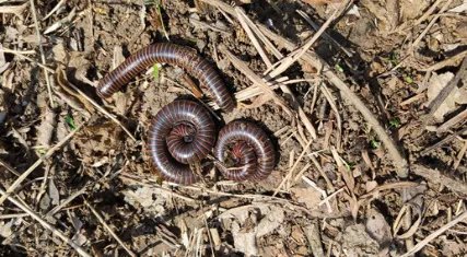 在自然界的生物中，条马陆有怎样的外形特征与毒性？
