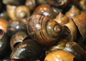 福寿螺疯狂入侵洱海，福寿螺是什么？