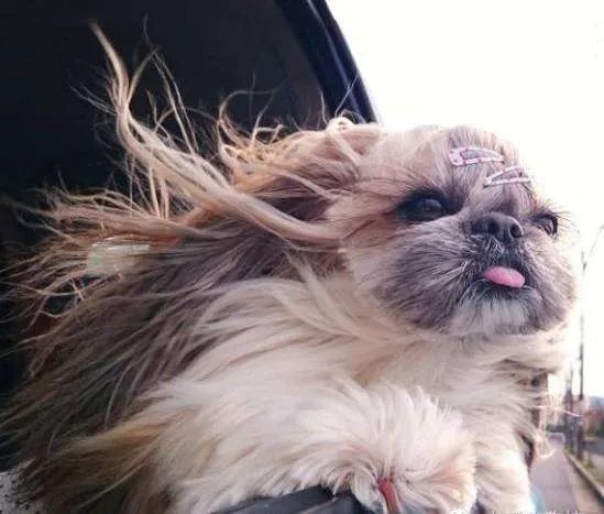 中小型狗的品种大全名字